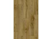 Willow Oak 636M